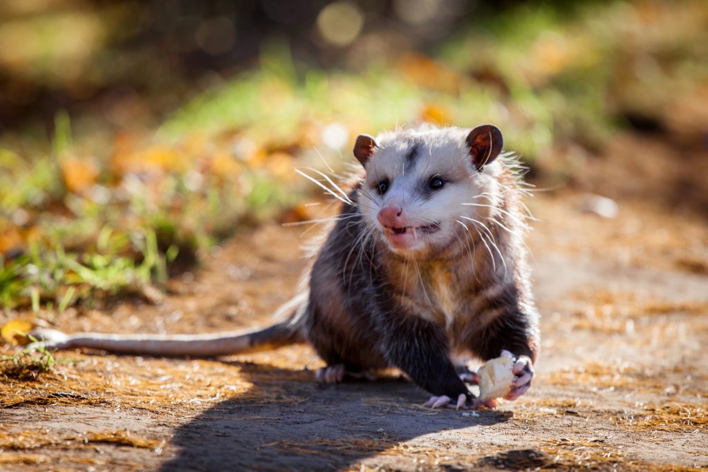 Rodent Exterminator Saint Paul Minnesota