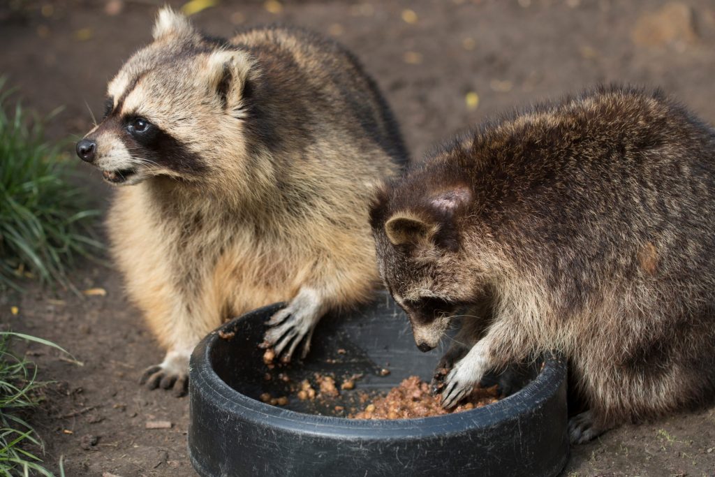 Rodent Control Saint Paul Minnesota