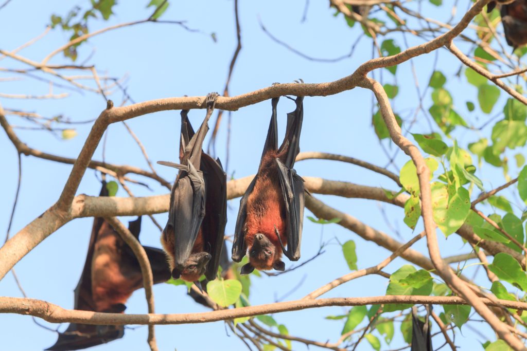 Bat Control Saint Paul Minnesota